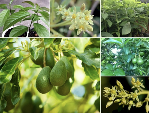 100% ใบอะโวคาโดออร์แกนิคหอมและชาสมุนไพรเพื่อสุขภาพ - Product Image 3