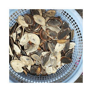 Best seller 2024-Para la exportación de conchas de Lapa a granel, Murex operculum y conchas de Caracol de Vietnam a un precio competitivo - Product Image 5