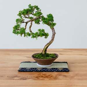 เสื่อทาทามิขนาดเล็ก ทำจากหญ้าอิกุสะแท้ - สีฟ้า - Product Image 4