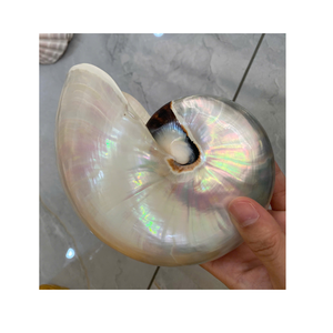 Suministro mayorista de conchas marinas Nautilus pulidas de conchas decorativas naturales de Vietnam para joyería artesanal - Product Image 4