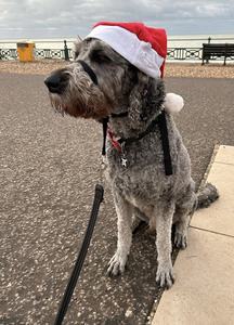 Décorations de Noël Winter Wonderland Thèmes de festival captivants pour la décoration de vacances - Product Image 4