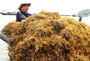 SARGASSUM SÉCHÉ ALGUES TRÈS NUTRIEUX POUR ENGRAIS BON PRIX ALGUES SARGASSUM - Product Image 3