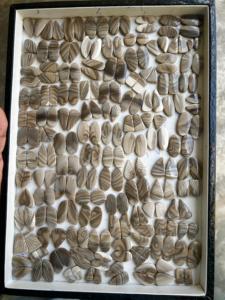 Vente en gros d'agate naturelle brune à silex paire de cabochons en cristal lisse à dos plat Quartz de guérison de haute qualité en forme de poire fantaisie - Product Image 2