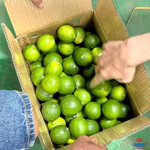 Citrons vietnamiens sans pépins agrumes frais pour la Malaisie Distributeurs - Product Image 2