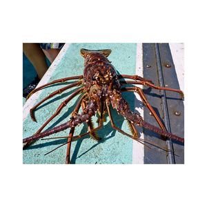 Homard à queue lisse pour l'exportation et la distribution en gros de produits de la mer - Product Image 1