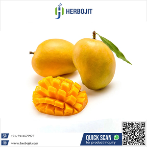 Mangue Alphonso de super qualité, sucrée et délicieuse avec un goût naturel de fruits frais, disponible au prix du marché de gros - Product Image 6