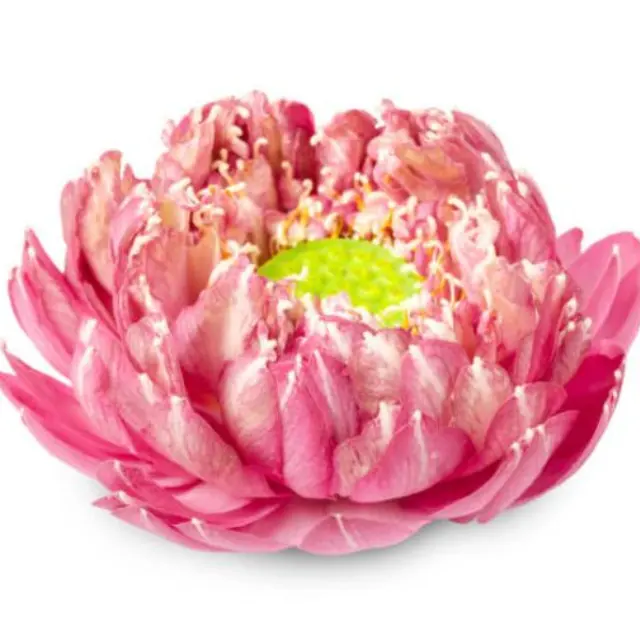 Parch-flores de loto de 100% puro, materia crudo de loto, sabor completo estándar de exportación, fragancia de loto para vacaciones