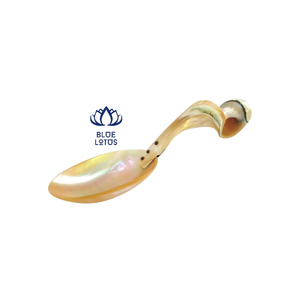 เวียดนามหอยสังข์ช้อนราคาที่แข่งขัน - Product Image 2