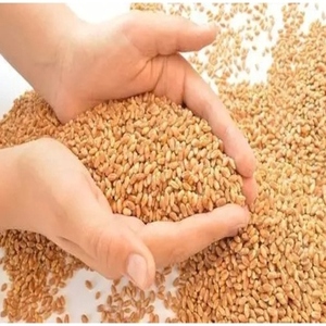 Alimento de Cebada de Alta Calidad para Ganado, Origen Tailandés, Empaque de 25 kg/bolsa, Grado 1, Alimento para Animales de Uso Público, 10% de Humedad Máxima - Product Image 1