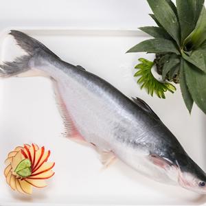 Pescado Pangasius Congelado Entero de Vietnam, 10 kg, con 24 Meses de Vida Útil, Redondo, Orgánico de Alta Calidad, IQF - Product Image 2