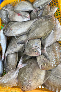 Top Nature's New Product Delicious Red Pomfret Pompano Todo el cuerpo Pescado 24 meses Vida útil IQF Bloque congelado - Product Image 6