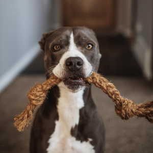 Jouet à mâcher pour chien en corde de coco GEM, écologique, sûr, durable, en fibres naturelles, luxueux, moderne, de haute qualité, pour la santé dentaire et les jeux - Product Image 2