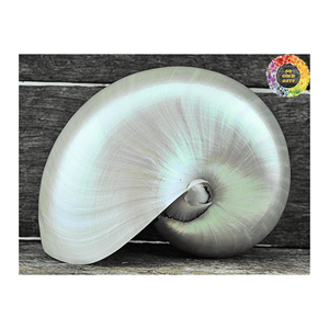 Impresionantes conchas marinas Nautilus, ideales para planificadores de eventos y decoradores de bodas - Product Image 6