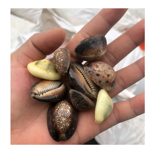 Cowrie Shell exportado desde Vietnam para joyería artística y decoración por 99 Gold Data Cowrie Shell Manufacturer - Product Image 2