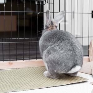 Almohadillas de paja de algas marinas para conejos, tejido de algas marinas, almohadilla de cama para mascotas pequeñas, suministros para conejos de bajo costo - Product Image 6