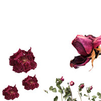Rose rouge fraîchement coupée, parfum fraîcheur |   Variété de thé hybride de qualité A1 |   Utilisé dans les produits de soin de la peau Tea Spa