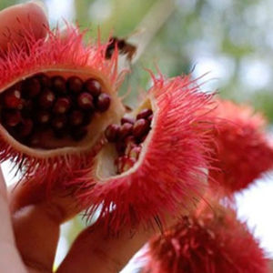 Noix d'annatto de haute qualité, noix de roucou, noix d'achiote, qualité supérieure, noix d'annatto du Vietnam - Product Image 1