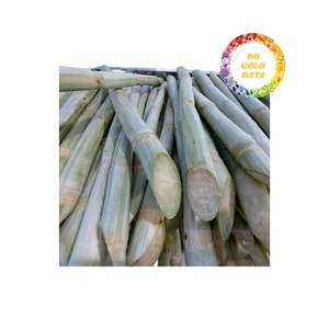 Palitos de caña de azúcar congelados IQF de sabor fresco convenientes listos para usar para jugo de bebidas distribución al por mayor - Product Image 3