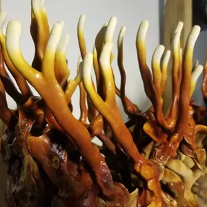 Сухие рога грибы рейши оптовая цена способствует общему здоровью хороший гриб от вьетнамского поставщика