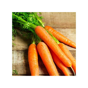 แครอทคุณภาพพรีเมียม สดใหม่จากการเก็บเกี่ยวและบรรจุสำหรับตลาดส่งออก - Product Image 6