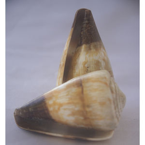 CONUS miles SEASHELL JEWELRY Conidae Conus Shell Motivo Shell CONUS natural Tamaño 6-7cm - Product Image 4