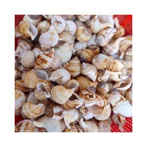 Vente chaude de coquillages vietnamiens en gros pour la décoration: Prix de gros - Product Image 1