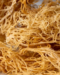 Musgo Marino Natural de Vietnam, Seco, Alta Pureza, Baja Humedad - Product Image 3