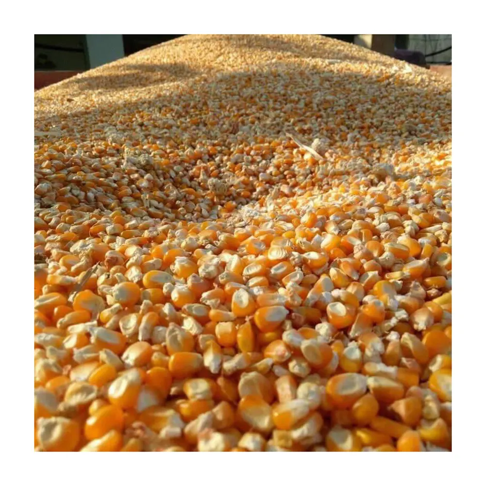 Ngô Chất lượng cao/ngô vàng có sẵn để xuất khẩu ngô vàng ngô vàng Thức ăn cho gà Giá động vật và thức ăn cho chim