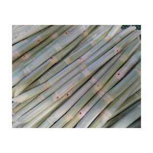 OFERTA ESPECIAL 2024 CAÑA DE AZÚCAR CONGELADA - CAÑA DE AZÚCAR ORIGINAL LISTA PARA EXPORTAR CON EL MEJOR PRECIO Y ALTA CALIDAD - Product Image 5