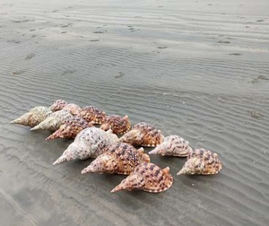 Concha de Caracol y Concha de Trompeta, Construcción de Concha Gruesa para Decoración Artesanal, Exhibición Creativa y Pedidos al por Mayor - Product Image 4