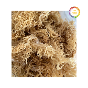 Musgo marino irlandés seco asequible del Caribe de alta calidad para suplementos nutricionales y exportación con un gran precio - Product Image 2