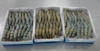 Grossistes de crevettes géantes noires surgelées IQF entières, exportateurs au prix compétitif depuis le Vietnam
