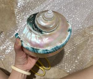 เปลือกหอยเทอร์โบสีเขียวเหมาะสำหรับตกแต่งตู้ปลางานฝีมือและของตกแต่งบ้านในทะเลที่ไม่เหมือนใคร - Product Image 4