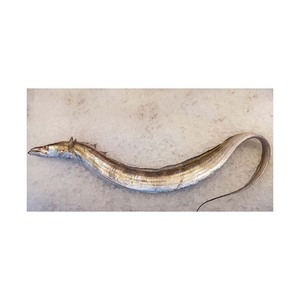 Fresh Frozen Whole Frozen Fresh Ribbon Pescado Precio Mercado Vida útil 2 años - Product Image 3