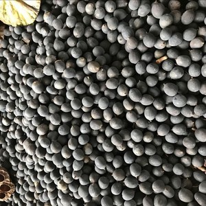 Best Price Superb Quality of Natural Frozen Natural Lotus <b>Nut</b> - Product Image 4