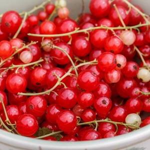 100% Groseilles fraîches biologiques pures de haute qualité en gros en vrac offert à des prix compétitifs - Product Image 2