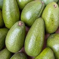 Aguacate Fresco de Granja para Exportación, Mejor Precio, Alto Estándar de Seguridad Alimentaria - Product Image 1