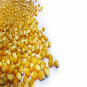 Granos de maíz liofilizados orgánicos blancos y amarillos para alimentación animal Maíz dulce Maíz disponible en estilo congelado para la venta - Product Image 5