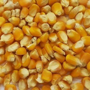 Аргентиновая Высококачественная Желтая Кукуруза для хранения в животном стиле, цвет происхождения, высушенный продукт, место для влажной кукурузы