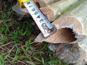 Pôles en bambou structurel en gros pour usage extérieur, traitement personnalisé, fabricant au Vietnam - Product Image 5