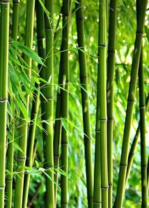 BambooGroveDecor: árboles de bambú artificiales para espacios interiores, creando un ambiente sereno. - Product Image 2