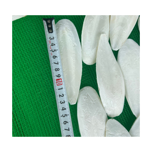 ปลาหมึกล้างสำหรับกระดูกปลาหมึกสัตว์เลื้อยคลานแห้งสำหรับของเล่นนก-ผงกระดูกซีเปียจากเวียดนาม /ms.thi - Product Image 4