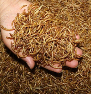 Découvrez la différence de nos vers de farine durables - Product Image 3