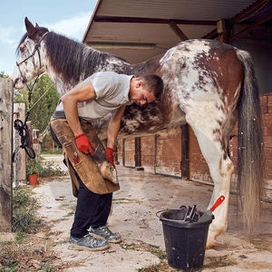 Cortador de Pezuñas de Acero Inoxidable de Doble Cara, Duradero, Fácil de Usar, Hecho en Pakistán, Precio al por Mayor, Nuevo y Moderno 2026 - Product Image 4