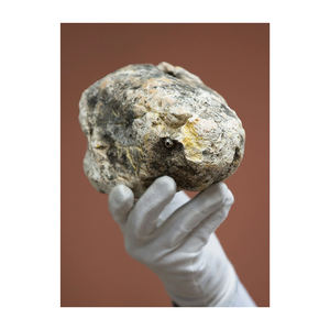 High Quality White Ambergris Animal <b>Extract</b> Capsules for Bulk Sale with Direct Shipment to Cosmetic Buyers - Product Image 6