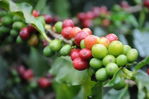 ดาลาคอน คอนทุม 250 กรัม กาแฟคั่วอ่อน รสคาราเมลพรีเมียม หวานละมุน บรรจุถุง เมล็ดกาแฟอาราบิก้า ฮันนี่โปรเซส มีคาเฟอีน - Product Image 5