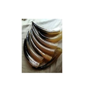 Paire de corne de buffle de luxe logo personnalisé pour décoration murale de maison couleur naturelle avec corne de paire de buffle polie au meilleur prix - Product Image 1
