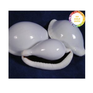 Material de concha de mar natural de cáscara de huevo de vaca blanca perfecto para artesanías de decoración del hogar y fabricación de joyas Vietnam - Product Image 4