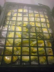 Avocat Biologique Naturel Congelé LQF du Vietnam, Doux, en Vrac, pour Stockage, en Dés, Tranches, Cubes, Demi-cubes, Emballage Sous Vide, OEM, Économique - Product Image 5