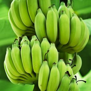 Achetez des bananes plantains fraîches de qualité supérieure/100 % naturelles à prix avantageux - Product Image 2